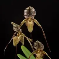 Paphiopedilium St. Swithin