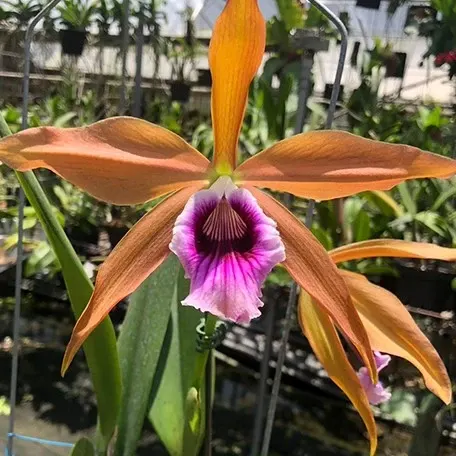 Cattleya tenebrosa 'YD Black Eye' (Cattleya)