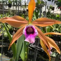 Cattleya(Laelia) tenebrosa 'YD Black Eye' × self 2.5"