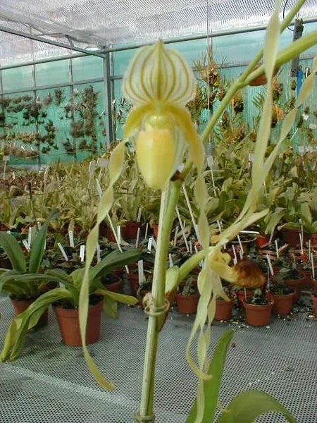 Paphiopedilum philippinense 'Alba'