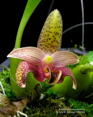 Bulbophyllum sumatranum x sib