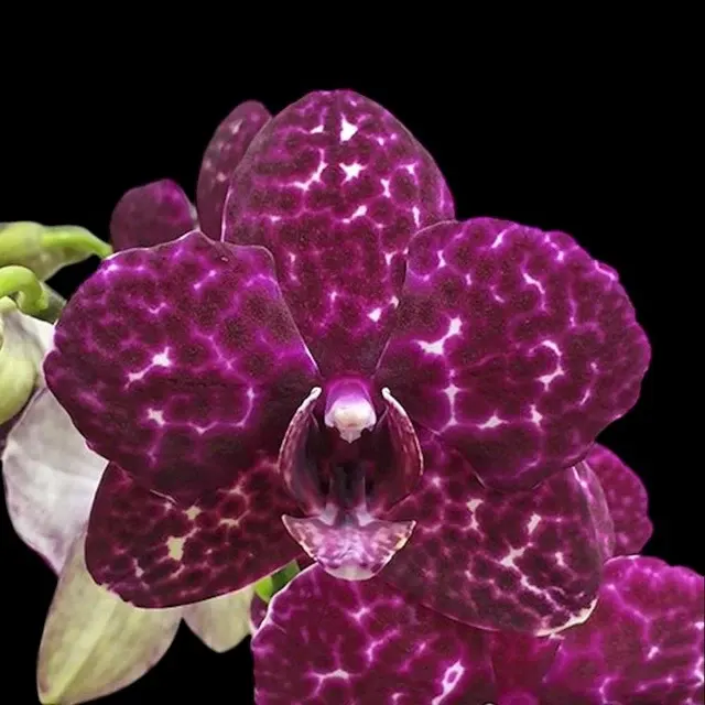 Phalaenopsis Lioulin Wild Cat 'Black'