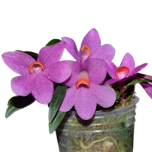 Dendrobium Butterfly Jewel F. Pink (Dendrobium)