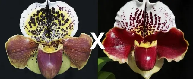 Paphiopedilum Femme Fatale (Paphiopedilum)