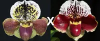 Paphiopedilum Femme Fatale