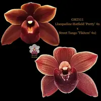 Cymbidium Flask GH2511 (Jacqueline Hatfield 'Pretty' 4n x Street Tango 'Tikitere' 4n)