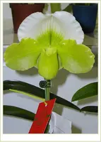 Paph. Cocoa Green Yard (Paph. Olympian Yard x Paph. Lovely Green)