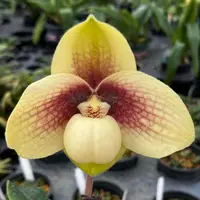 Paphiopedilum hangianum