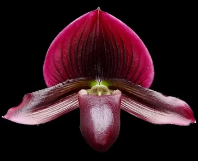 Paphiopedilum maudiae 'Vini'