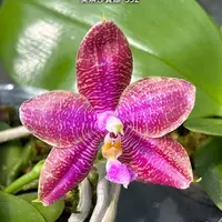 [Bare-root][Import AS-IS] #PA# Phal. Miki Sabina '592' 美琪莎賓娜 '592' [2.5" BS][Sept Preorder 26]