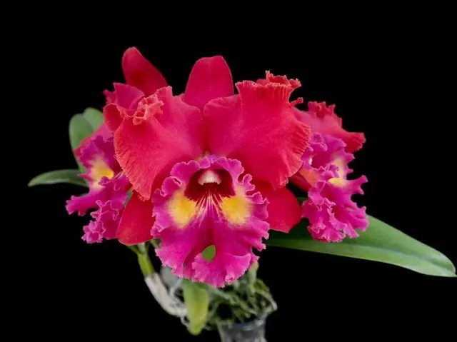 Cattleya Tainan City