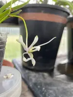 Neofinetia falcata ‘Shunkyuden’