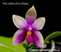 Phal. bellina (Fire Shape) (PS-BF) (Polychilos - Amboinenses - bellina )