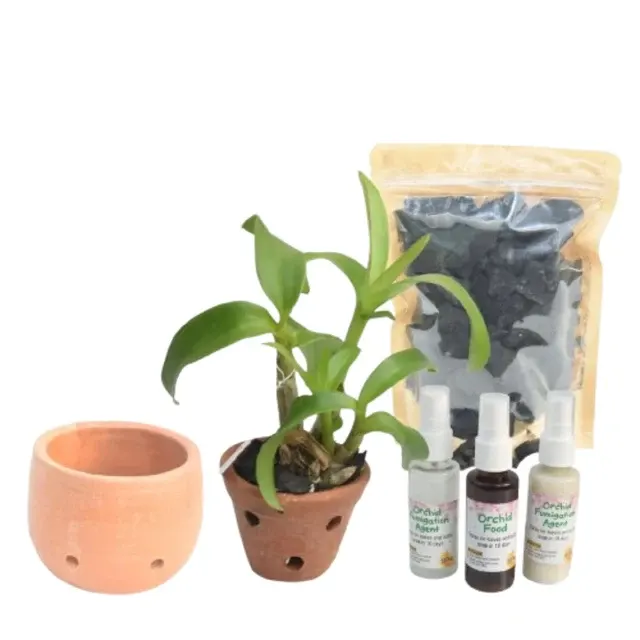 Dendrobium Blooming Combo Kit (Dendrobium)