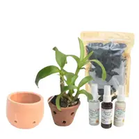 Dendrobium Blooming Combo Kit