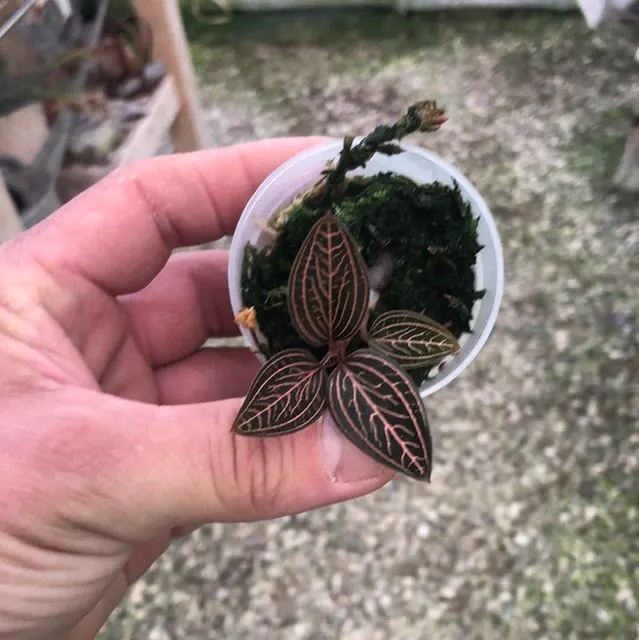 Ludisia 'Spiderman' (Ludisia)