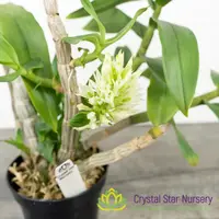 Dendrobium capituliflorum — 3" Pot / Without Spike