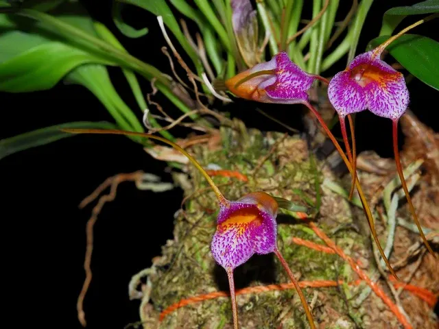 Masdevallia Confetti (Masdevallia)