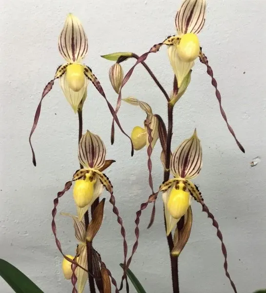 Paphiopedilum philippinense var laevigatum (Paphiopedilum)