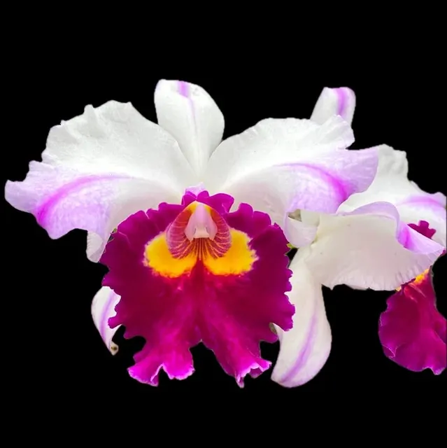 Rhyncholaeliocattleya Kuwale Gem (Rhyncholaeliocattleya)