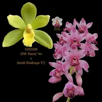 Cymbidium Flask GH2428 (Fifi 'Harry' 4n x Sarah Wadoups 'C')