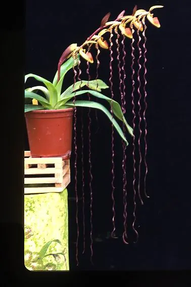 Paphiopedilum sanderianum