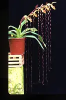 Paph. sanderianum x sib ('J4' x 'J3')