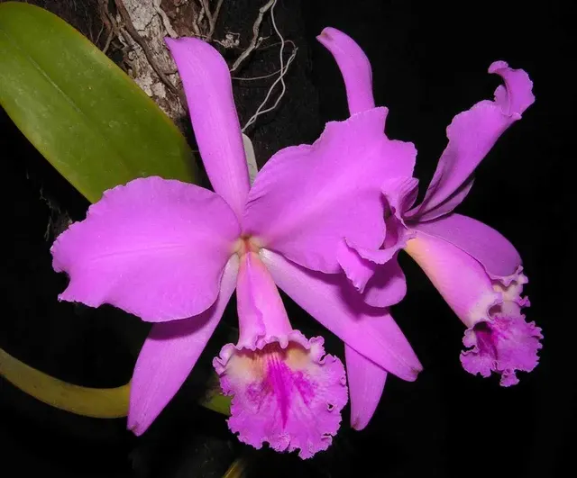 Cattleya Lucky Sagami