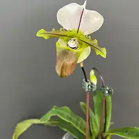 Paphiopedilum spicerianum × sib 2.5"