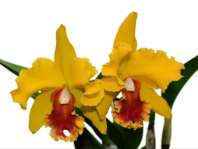 Rhyncholaeliocattleya El Cisne (Rhyncholaeliocattleya)