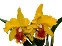 Rhyncholaeliocattleya El Cisne