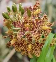 Grammatophyllum speciosum