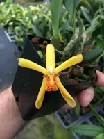 Maxillaria rufescens