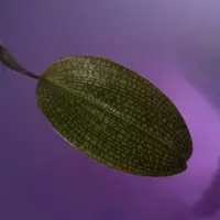 Bulbophyllum reticulatum