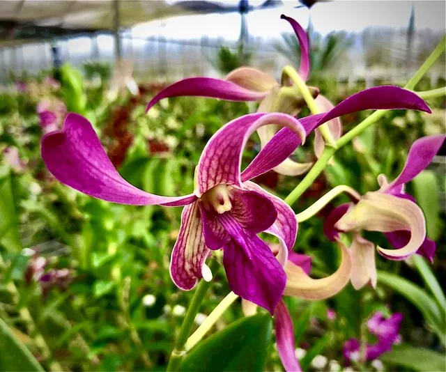 Dendrobium Flamingo Gardens
