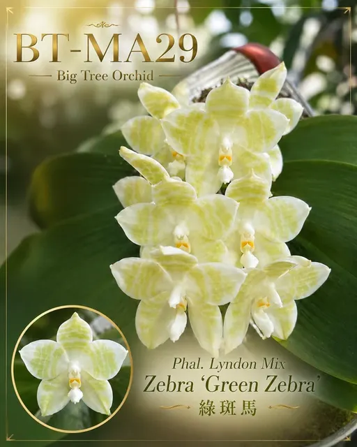 Phalaenopsis Lyndon Mix Zebra 'Green Zebra'