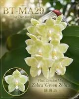 Phalaenopsis Lyndon Mix Zebra ‘Green Zebra’