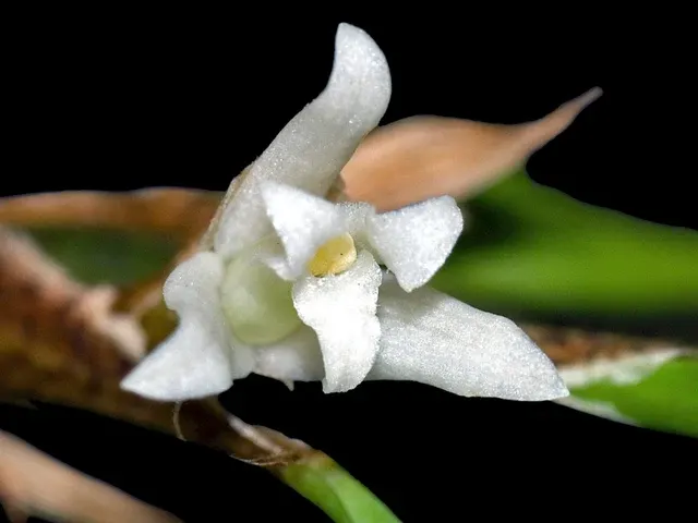 Maxillaria saragurensis (Maxillaria)