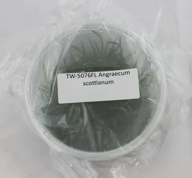Angraecum scottianum (Angraecum)