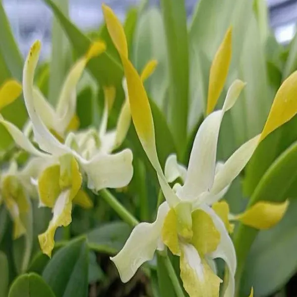 Dendrobium Chanchavo White Yellow