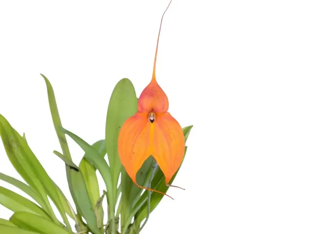 Masdevallia Inca Prince (Masdevallia)