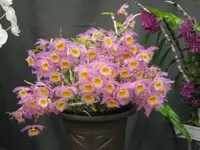 Dendrobium loddigesii — BS / Nonblooming
