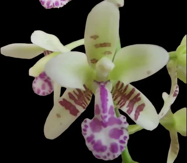 Phalaenopsis (Sedirea) japonica × sib (Phalaenopsis)