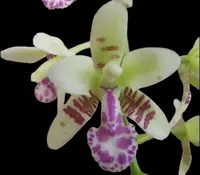 Fragrant – Phalaenopsis (Sedirea) japonica × sib (2” pot)