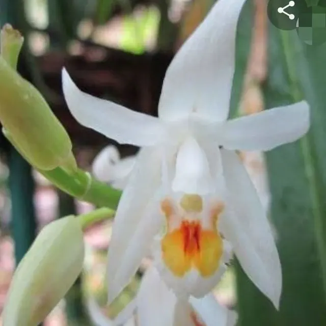 Coelogyne stricta (Coelogyne)