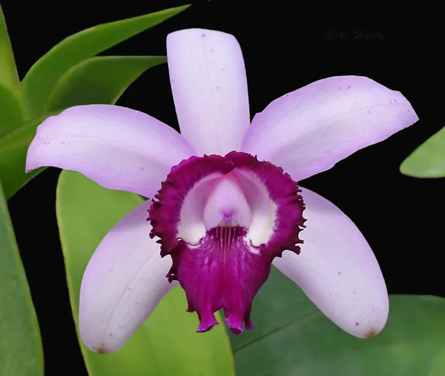 Cattleya intermedia 'Rio' (Cattleya)