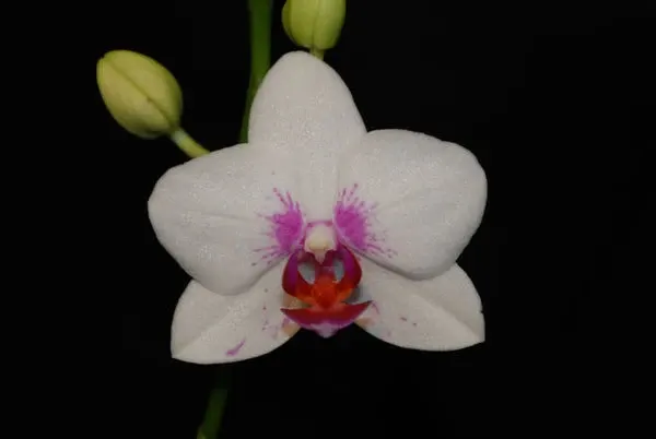 Doritaenopsis TIMOTHY FLARE