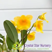 Dendrobium Lindleyi — 2" Pot Oversized / Without Spike