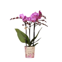Paarse orchidee ‘Vienna’ Ø9cm