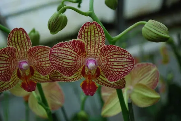 Phalaenopsis SOGO MARIA